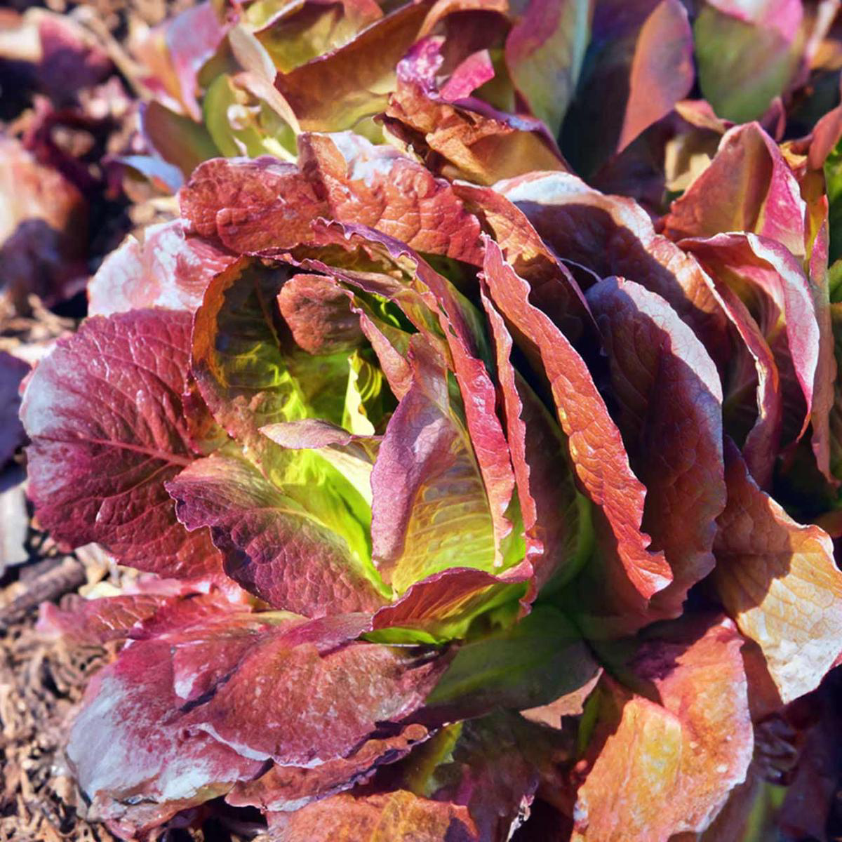 Red Romaine Lettuce