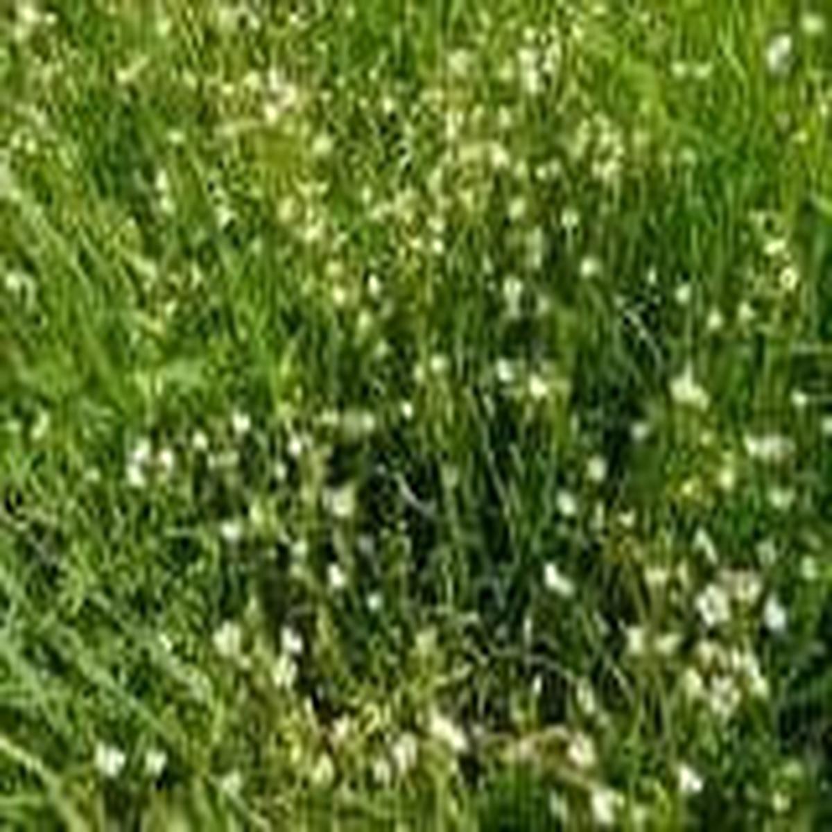 Wild Flower Common MouseEar Cerastium fontanum Seeds