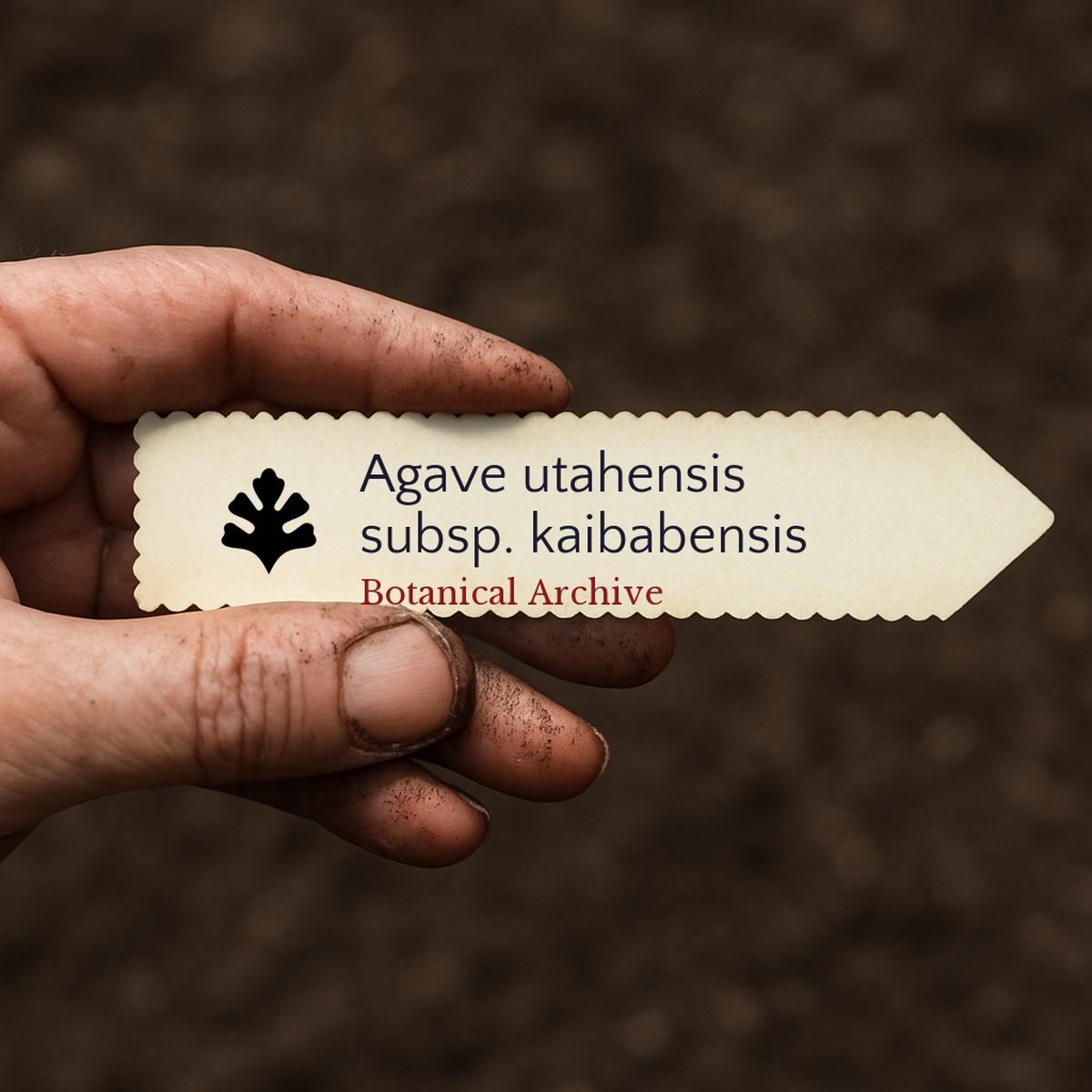 Agave utahensis subsp. kaibabensis SEEDS