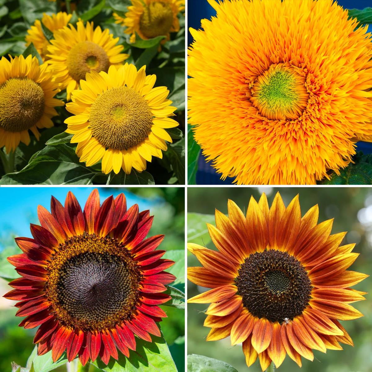 Annie's Sunflower Collection (Helianthus annuus) Annual