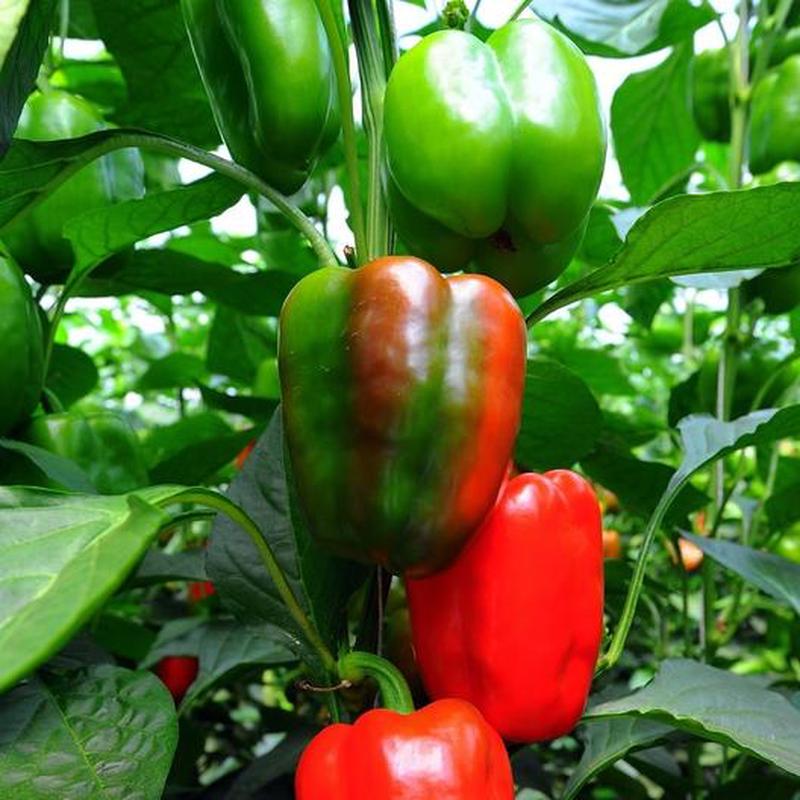 California Wonder Bell Pepper