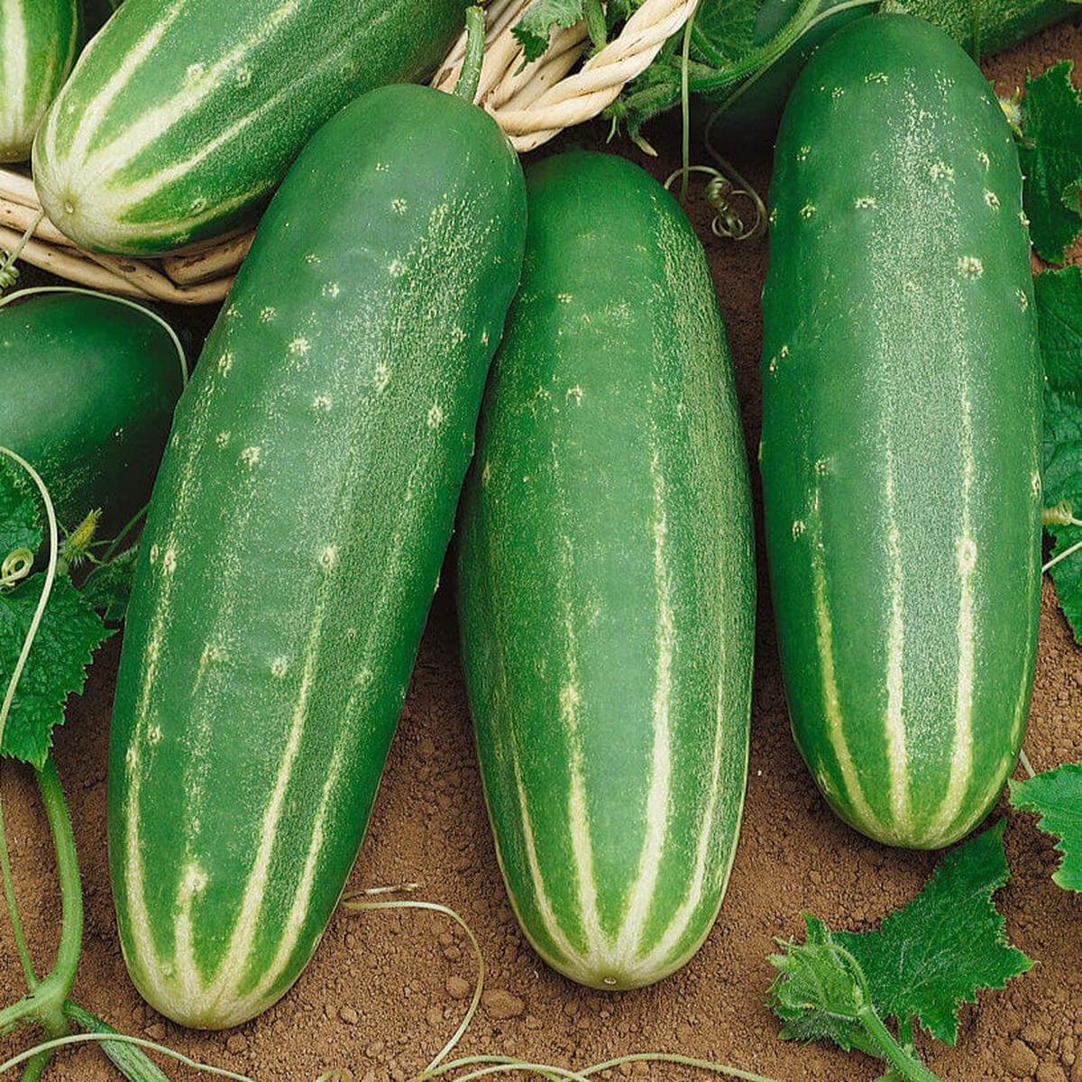 Cucumber 'Straight Eight'