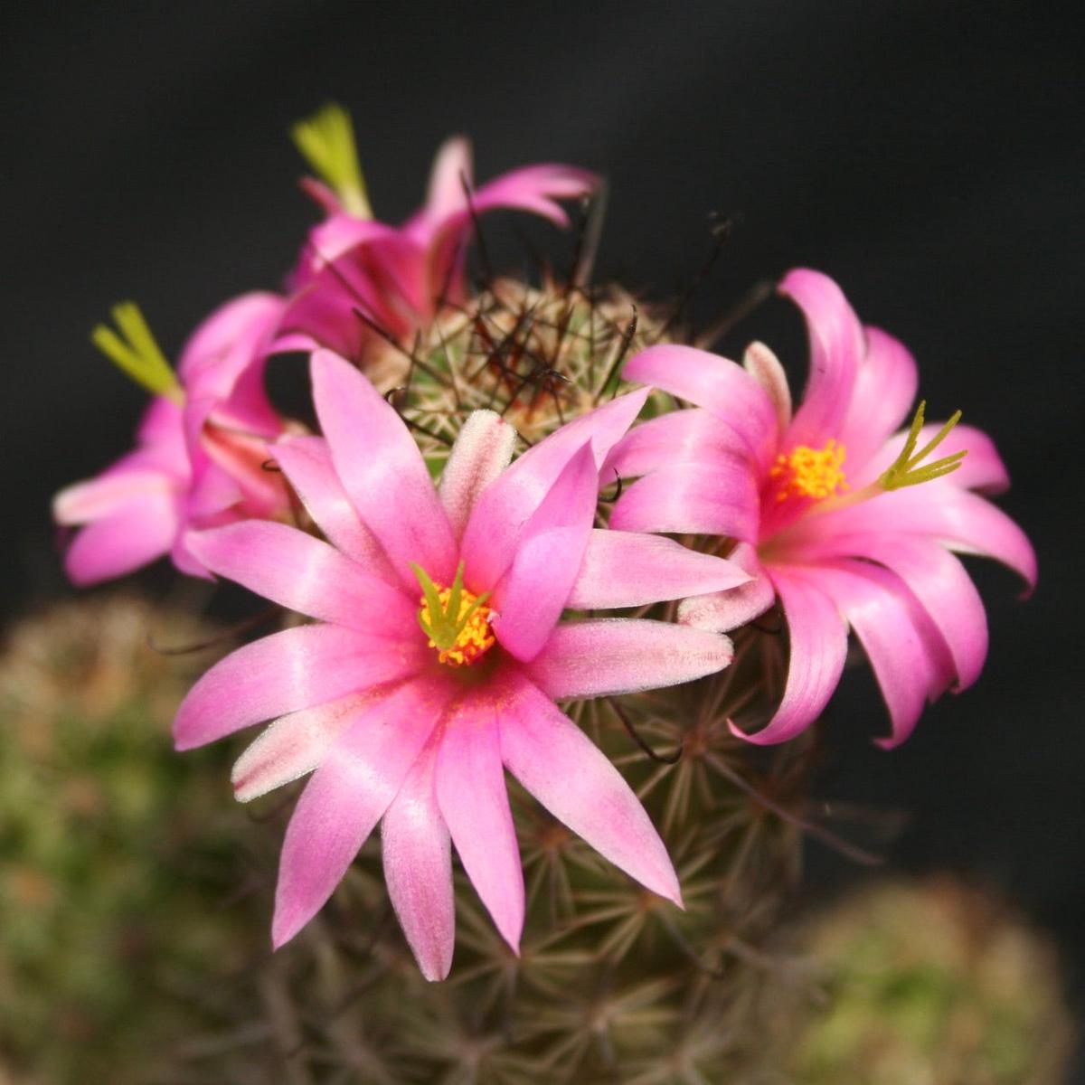 Mammillaria occidentalis SEEDS