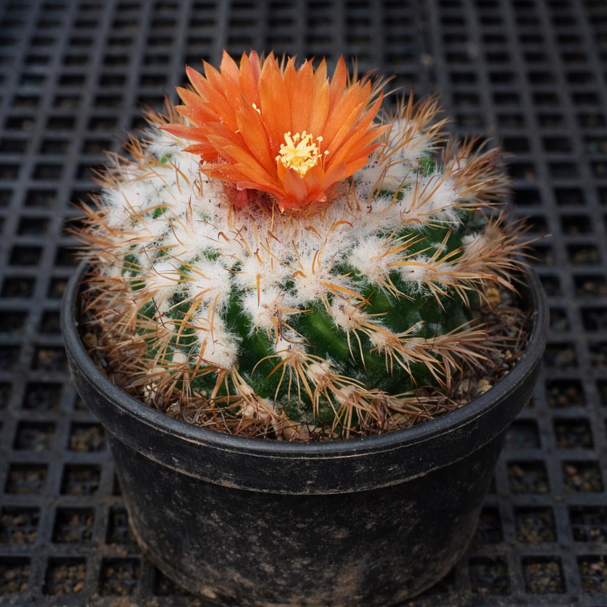 Parodia zecheri SEEDS