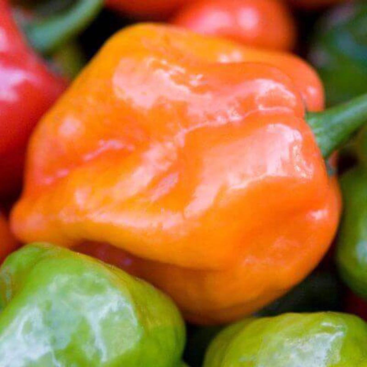 Pepper Orange Habanero 8211 Ontario Seed Company