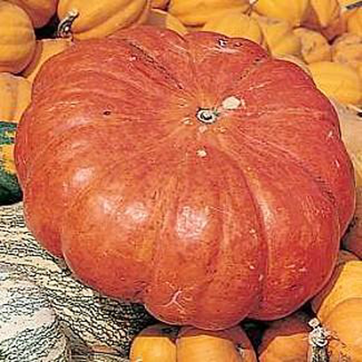 Rouge vif d'Etamps Pumpkin 10 Seeds - Heirloom