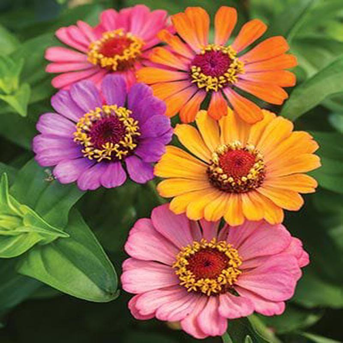 Zinnia Forecast Mixed Colours 8211 Burpee Seeds