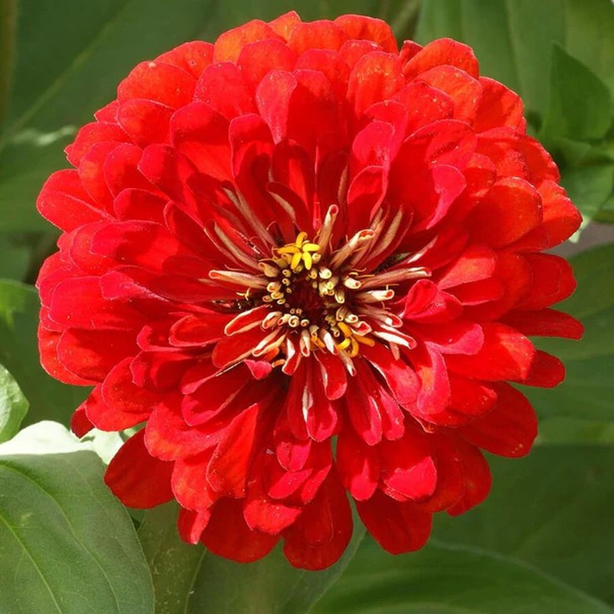 Zinnias - Cherry Queen