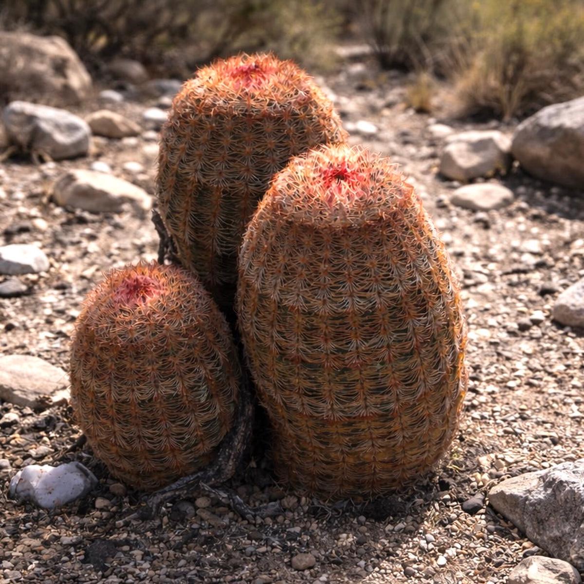 Echinocereus pectinatus LAU1310 SEEDS