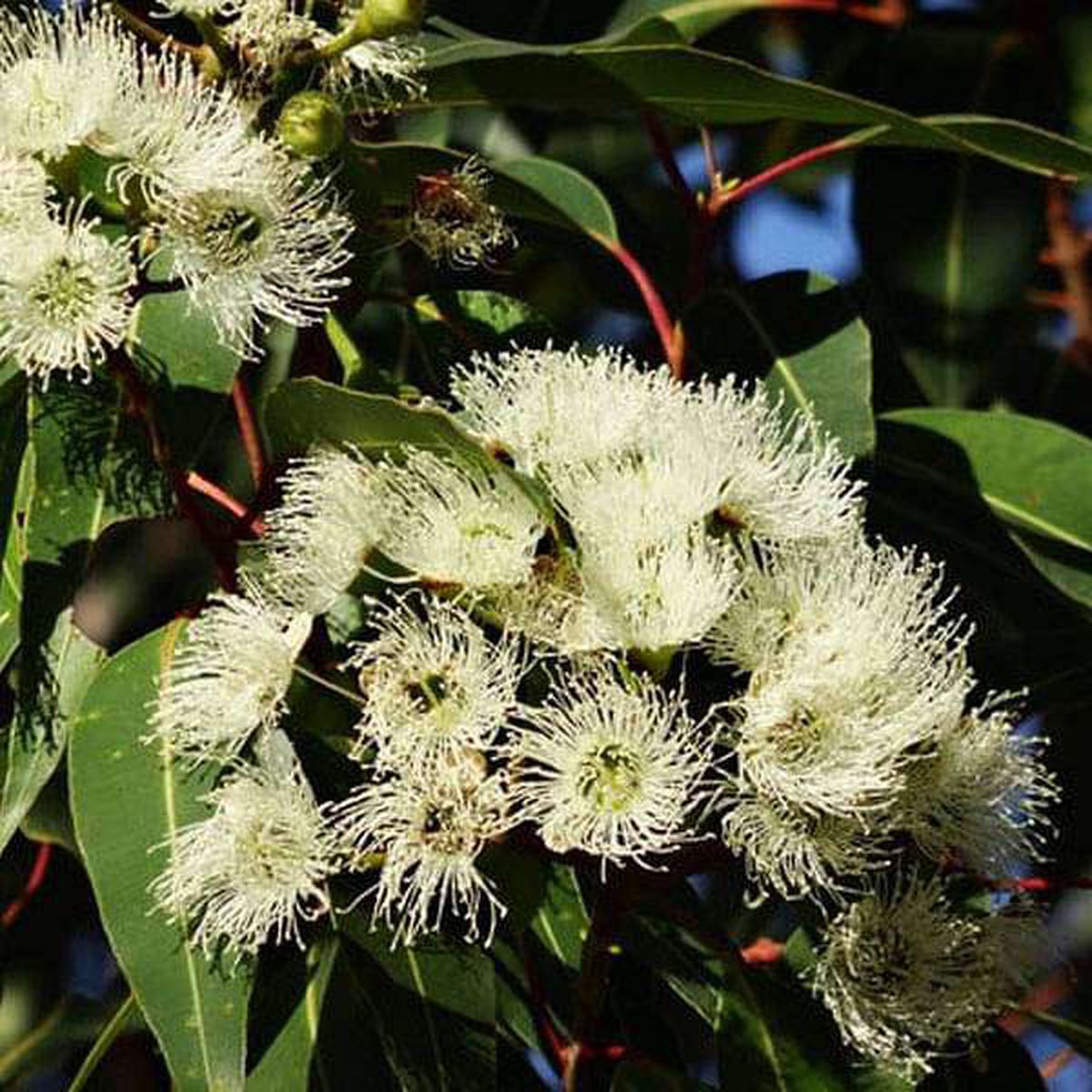 Eucalyptus Citriodora, Lemon Eucalyptus - 0.5 kg Seeds - Default Title