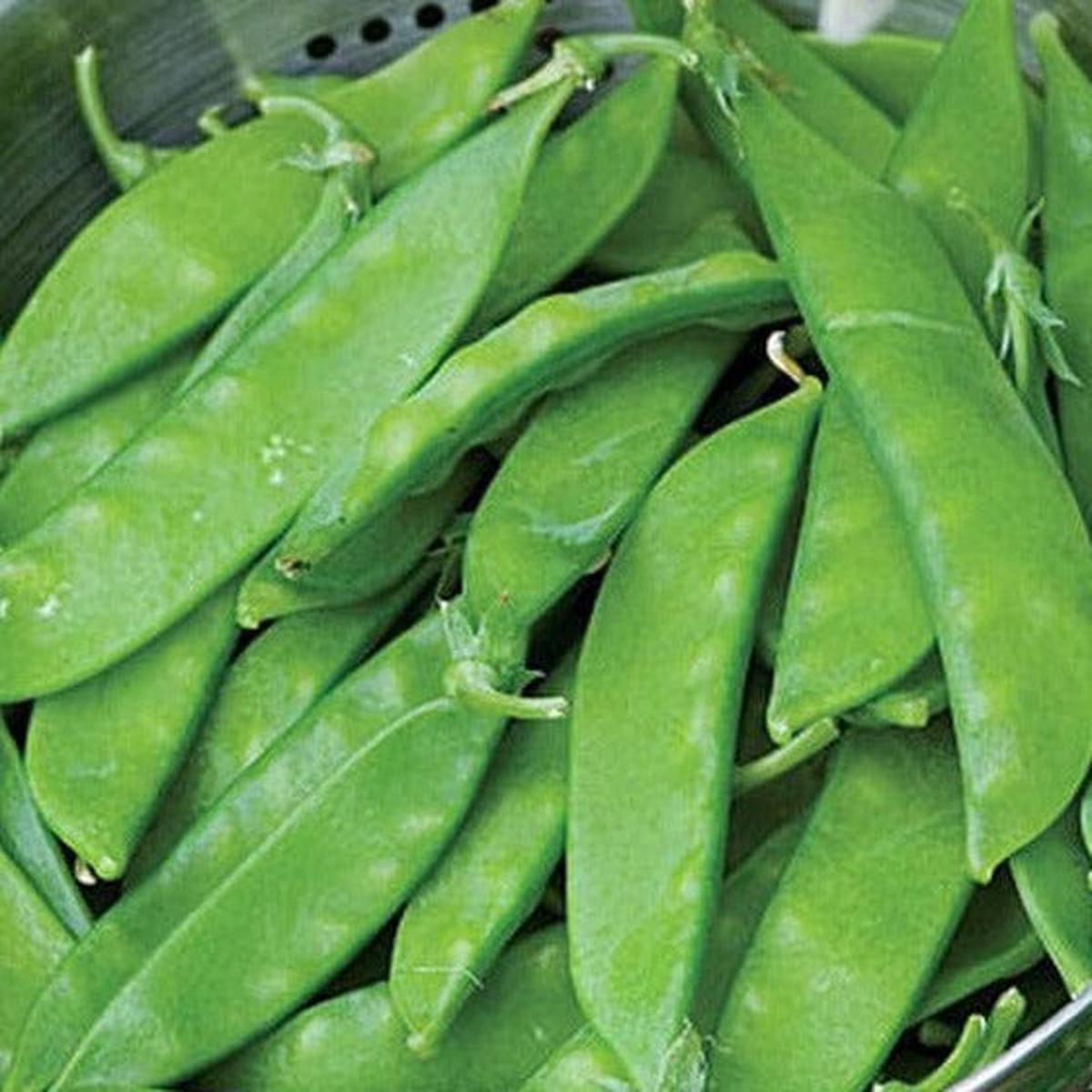 Pea Snowbird - Burpee Seeds