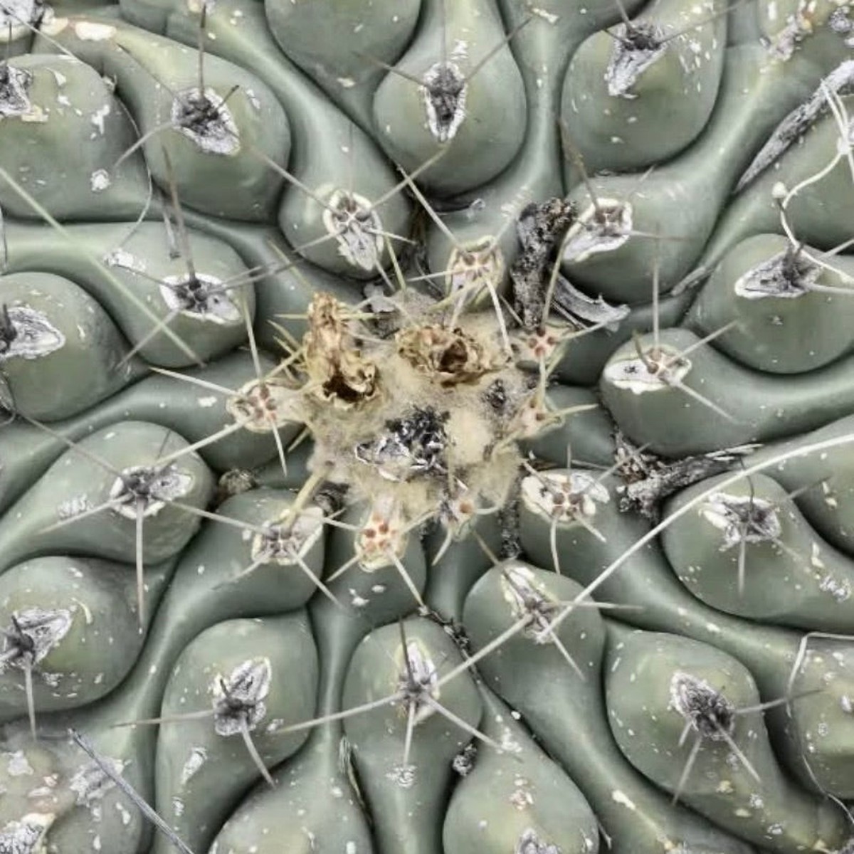 Thelocactus hintonii SEEDS