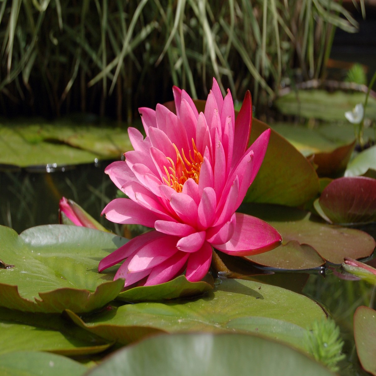 10 PINK Water LILY Pad Nymphaea Sp Pond Asian Lotus Flower Seeds