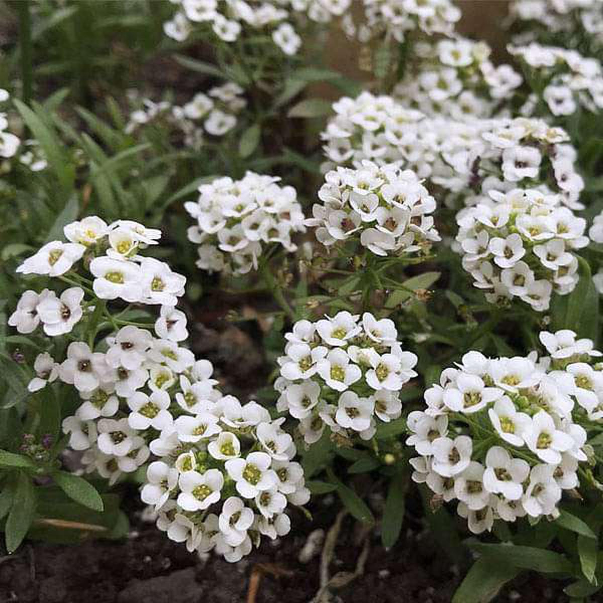 Alyssum Snow Carpet - Flower Seeds - Default Title