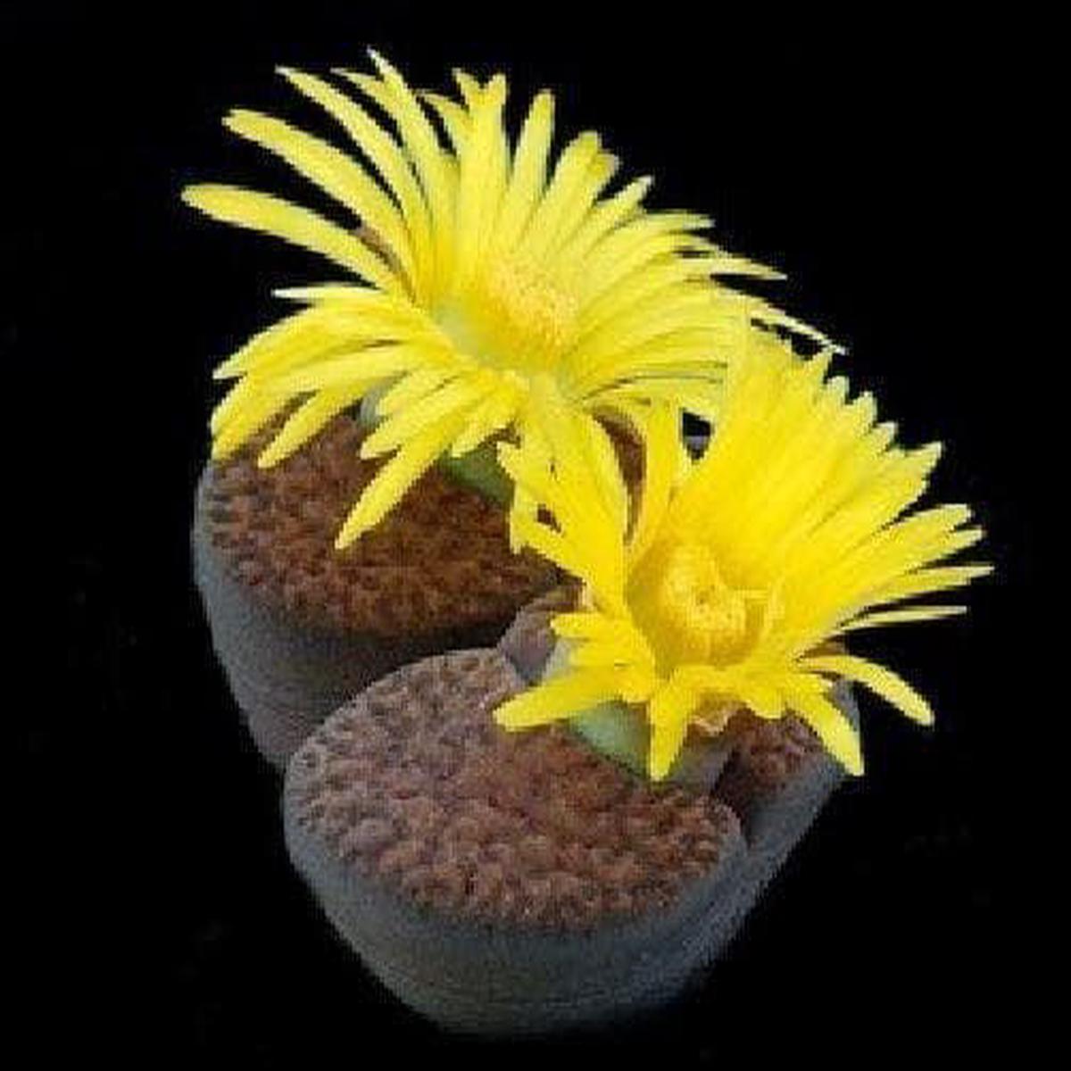 Cactus Living Stone Lithops Bromfieldii Seeds
