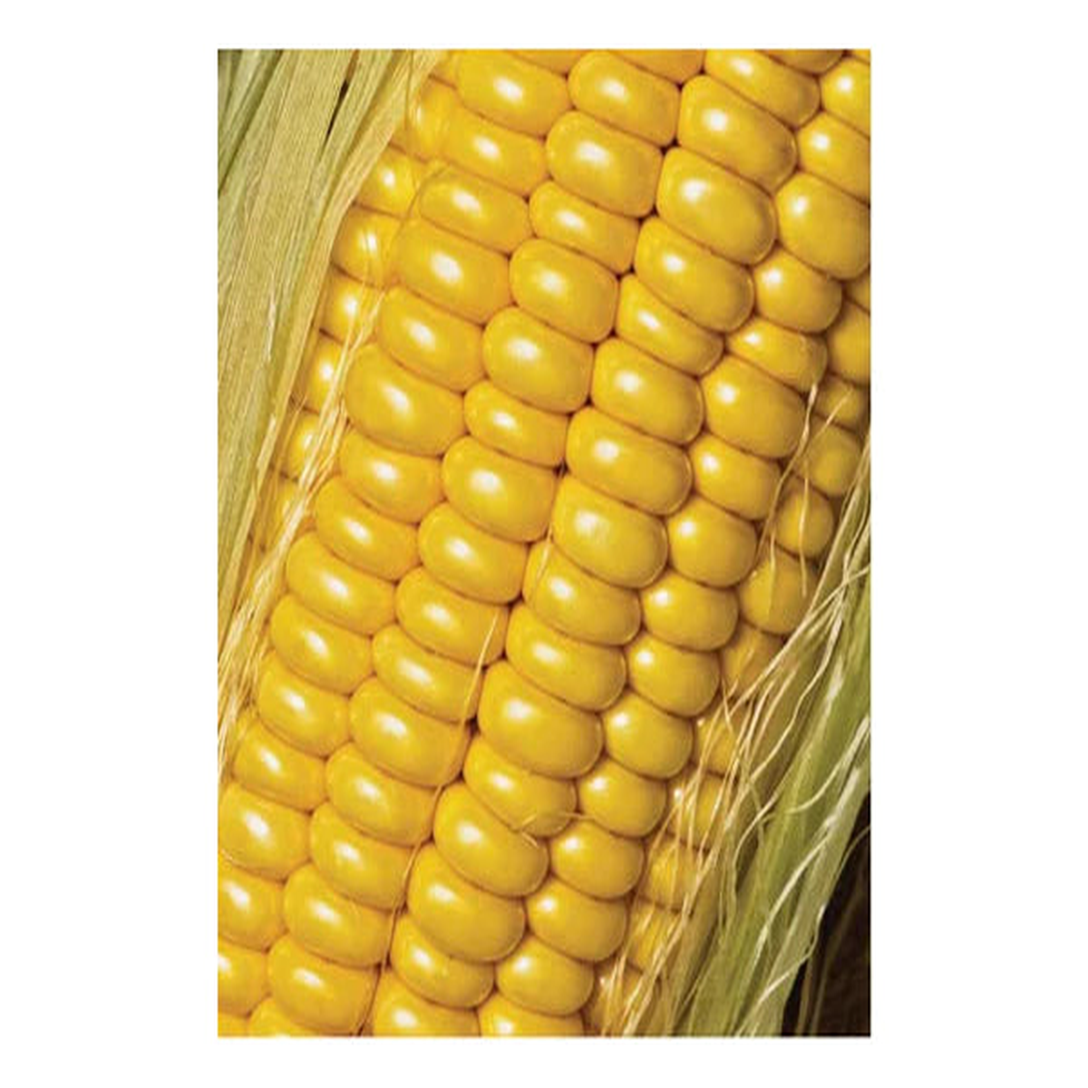 Corn Golden Jubilee - Pacific Northwest Seeds