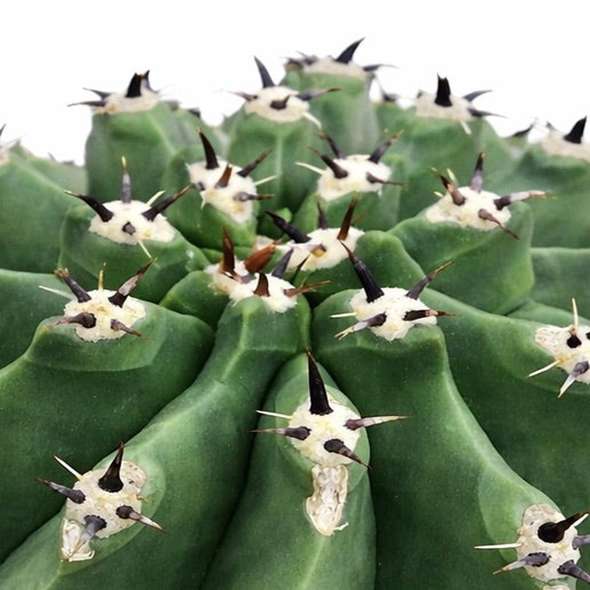 Ferocactus horridus var. inermis SEEDS
