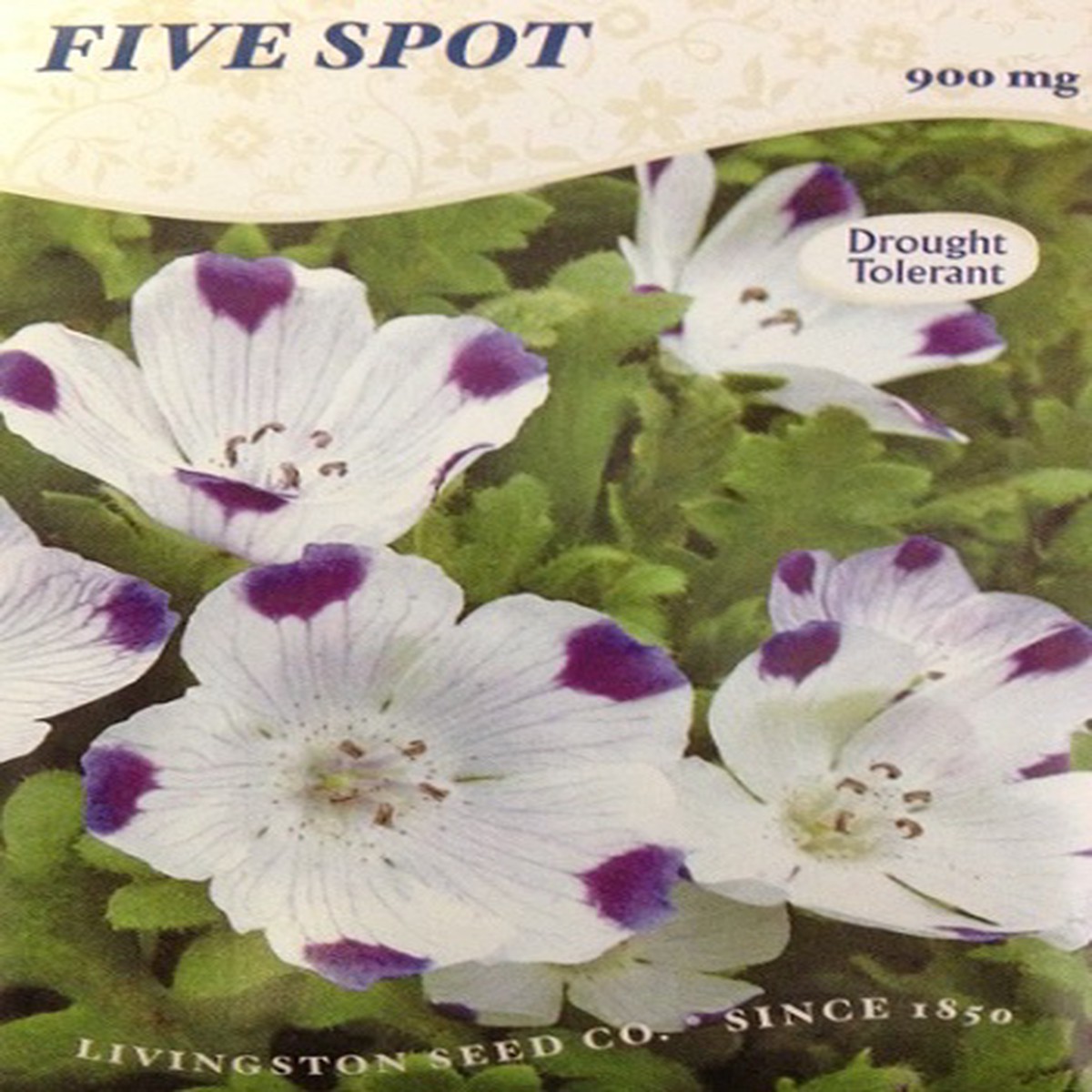 Five Spot Seeds - 300 Seeds - Nemophila maculata