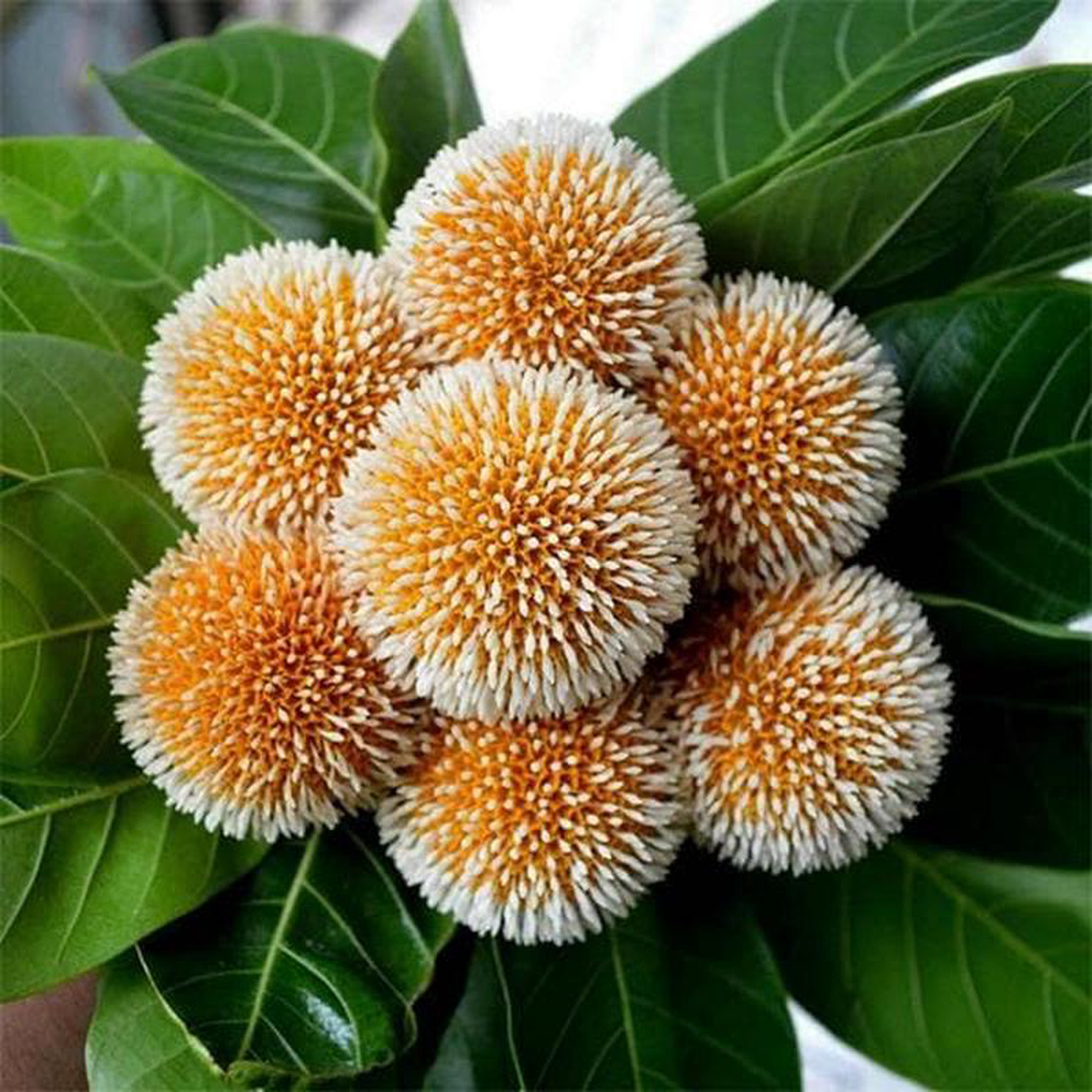 Kadamba Anthocephalus cadamba 8211 05 kg Seeds