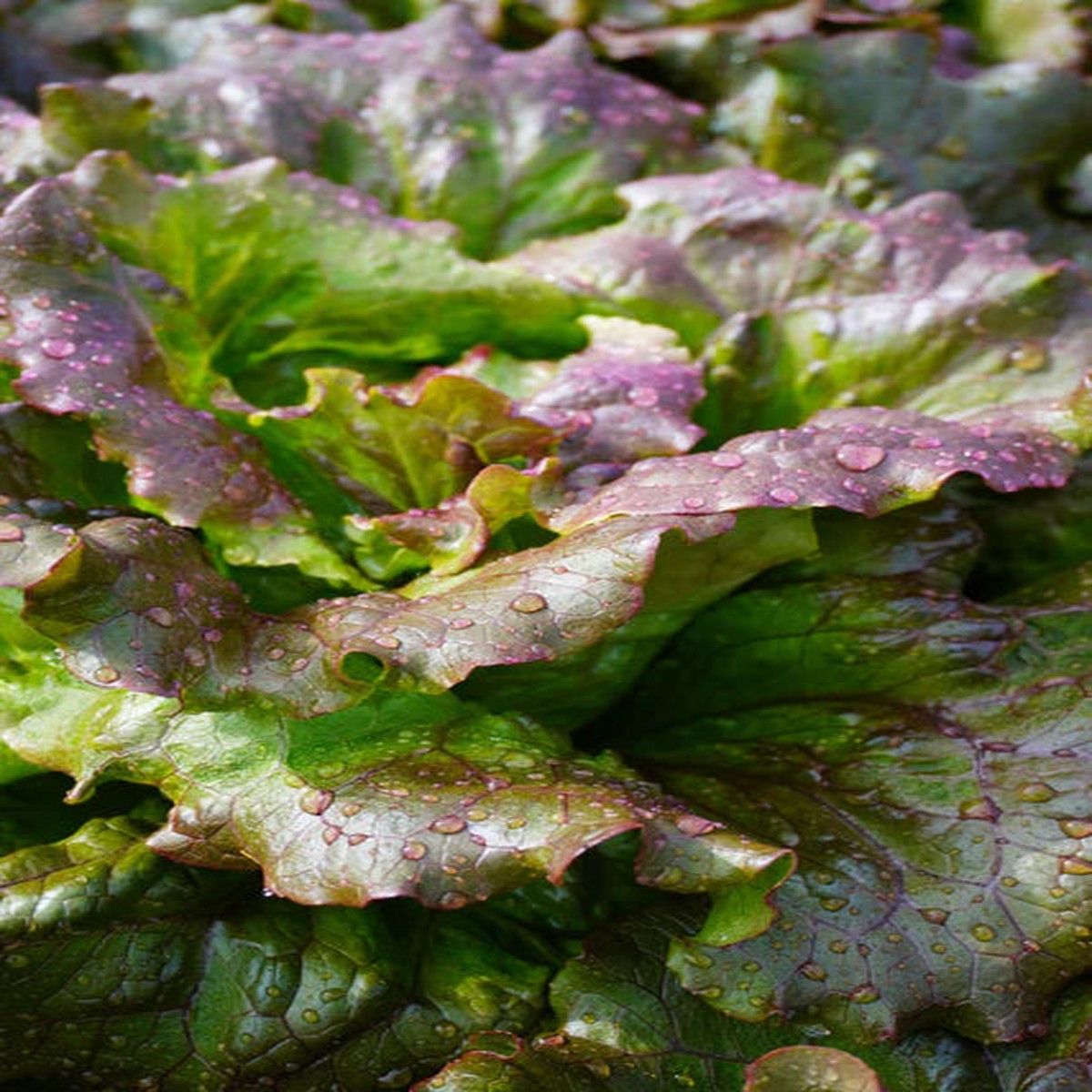 Lettuce - Lovelock Organic