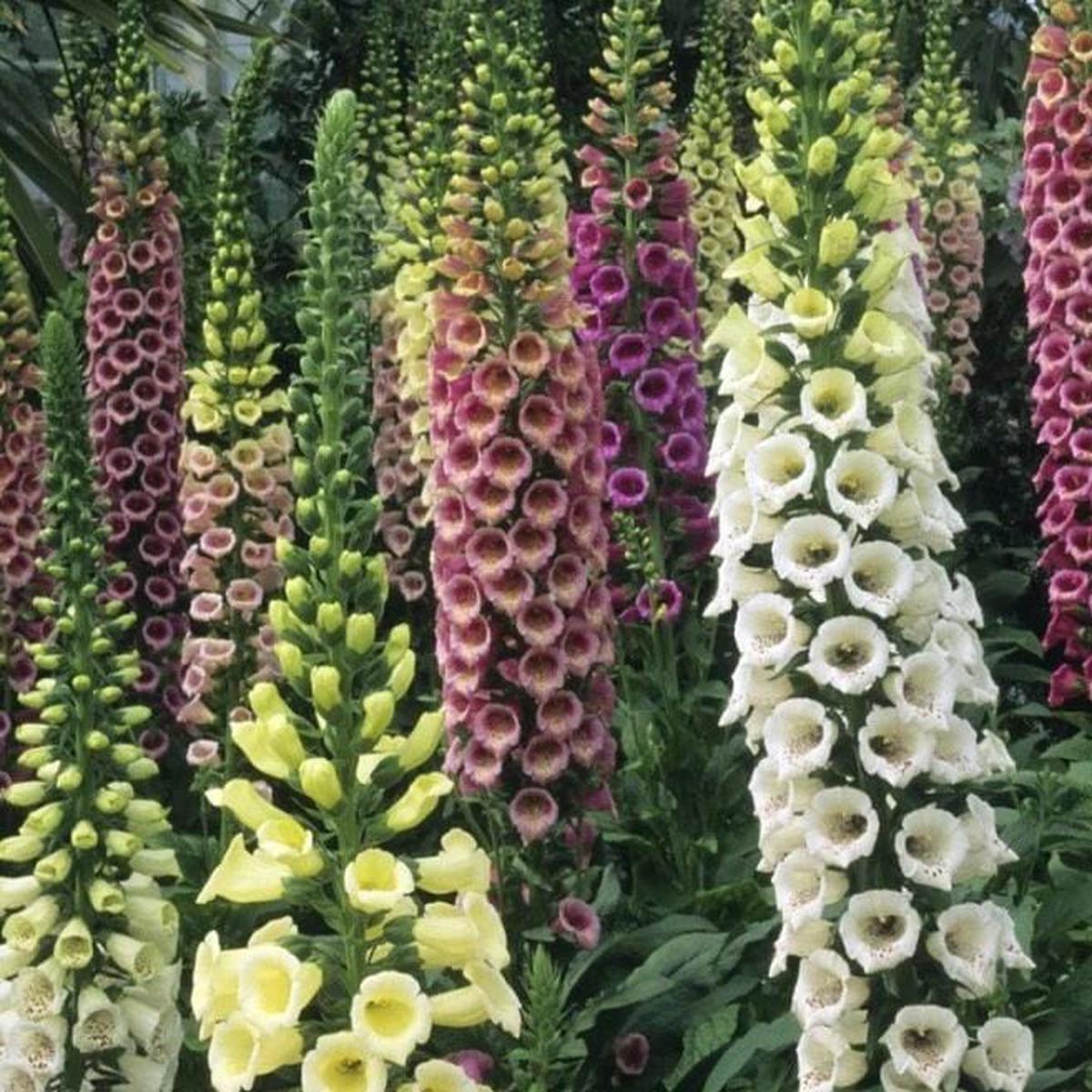 Organic Foxglove Mix - Metchosin Farm Seeds