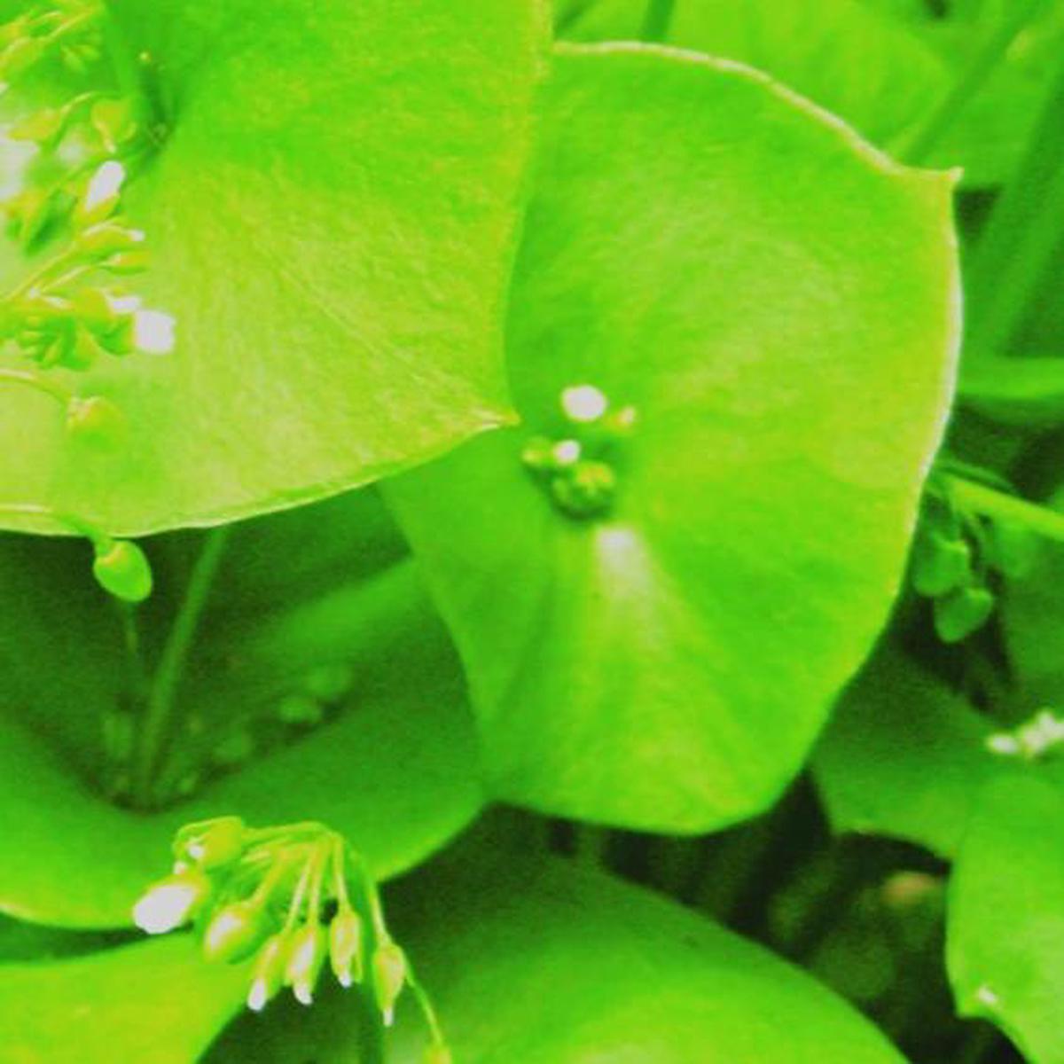 Organic Native Miners Lettuce - Metchosin Farm Seeds
