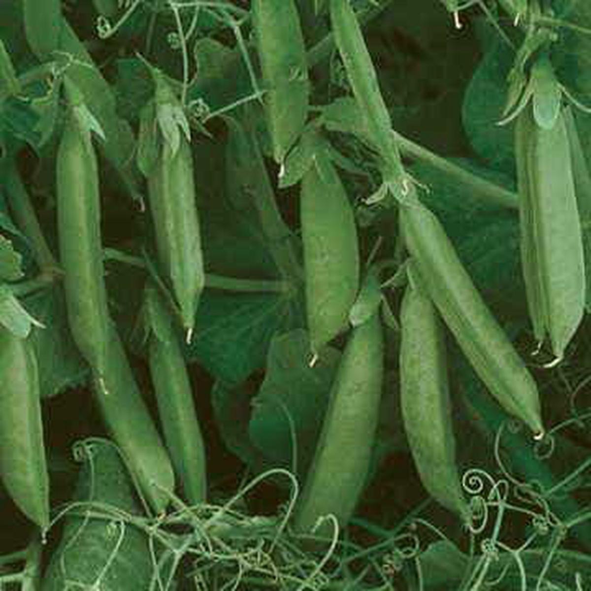 Sugar Lace II Pea Seeds