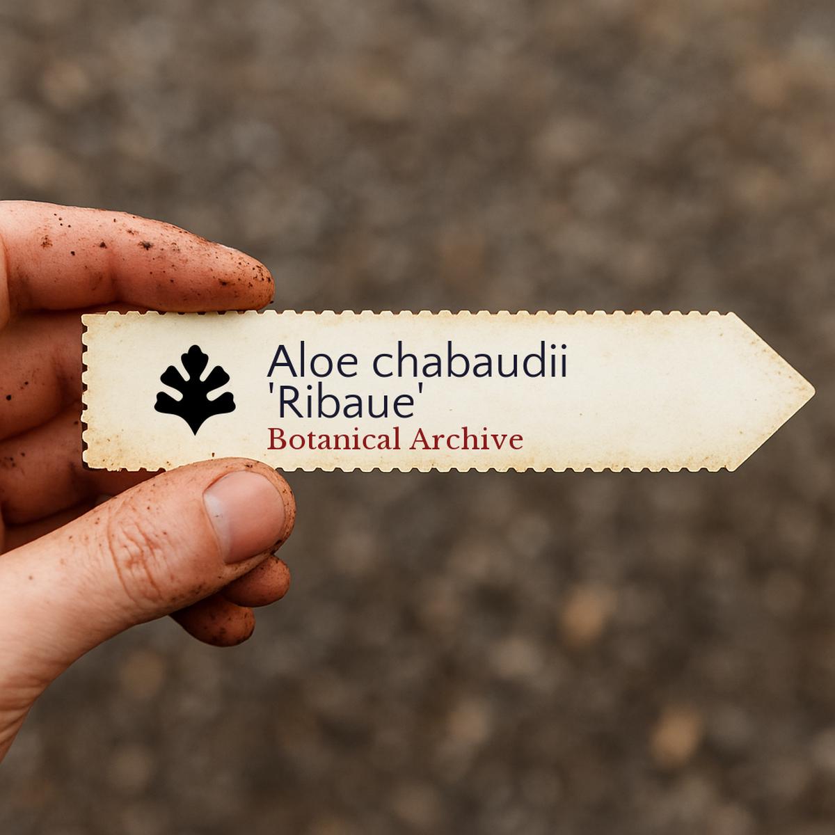 Aloe chabaudii 'Ribaue' SEEDS