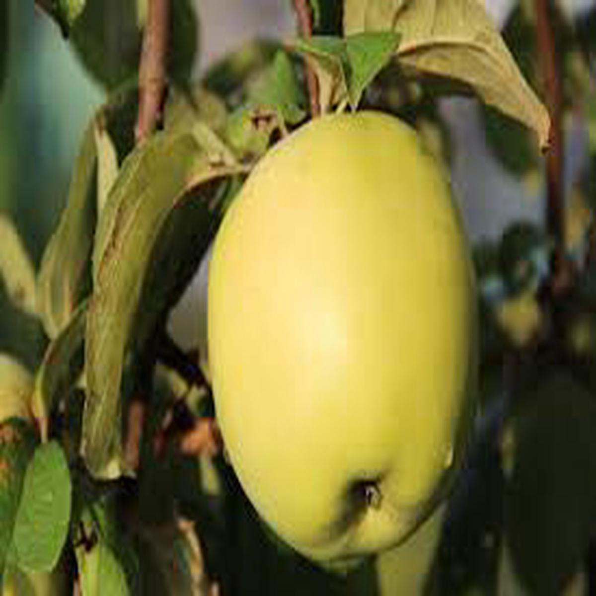 Antonovka Apple Tree Seeds for Planting  Hardy & Delicious Homegrown Apples, Heirloom & Non-GMO, High Germination