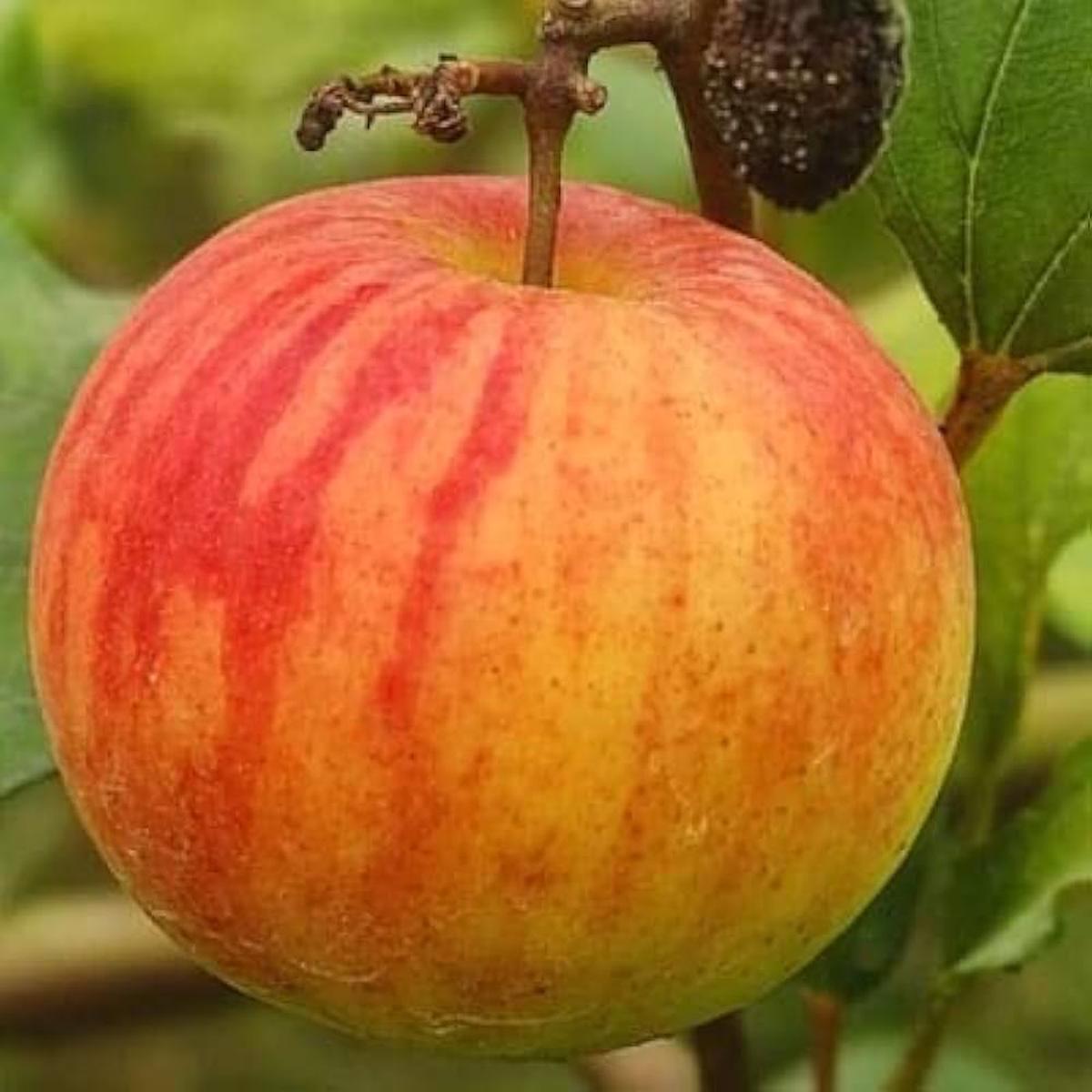 Ball Sundari Ber Apple Fruit Seeds for Planting Heirloom, Non-GMO, High Germination Organic Garden Seeds