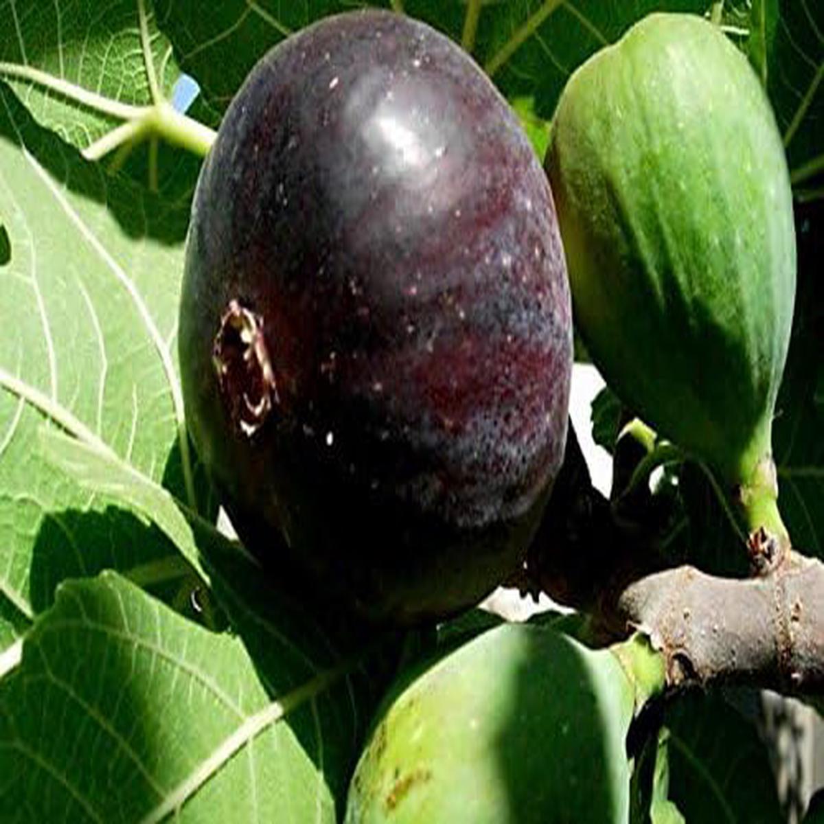 Black Mission Fig Seeds for Planting Heirloom, Non-GMO, High Germination Organic Garden Seeds for Sweet Figs