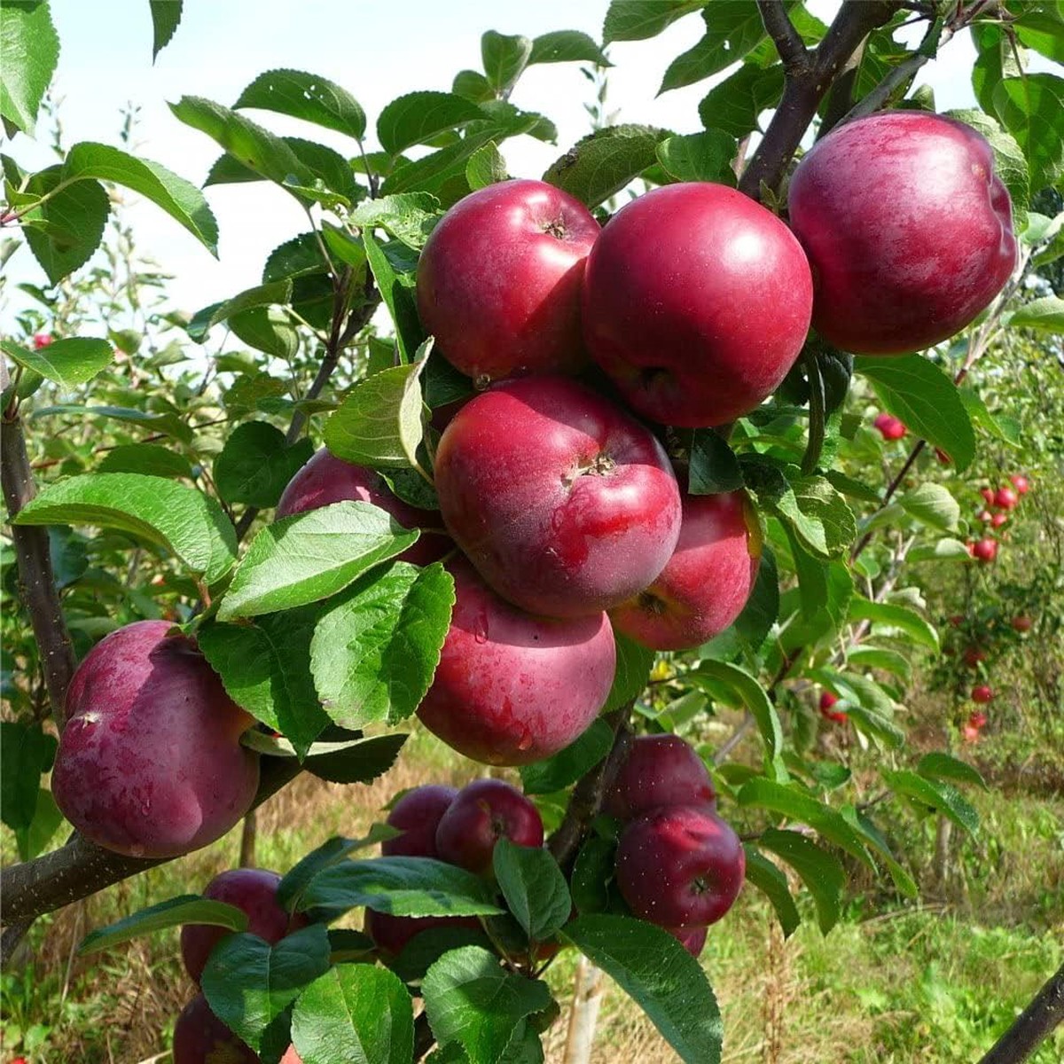 Burgundy Apple Fruit Seeds for Planting Grow Flavorful Burgundy Apples in Your Yard, Heirloom & Non-GMO Seeds