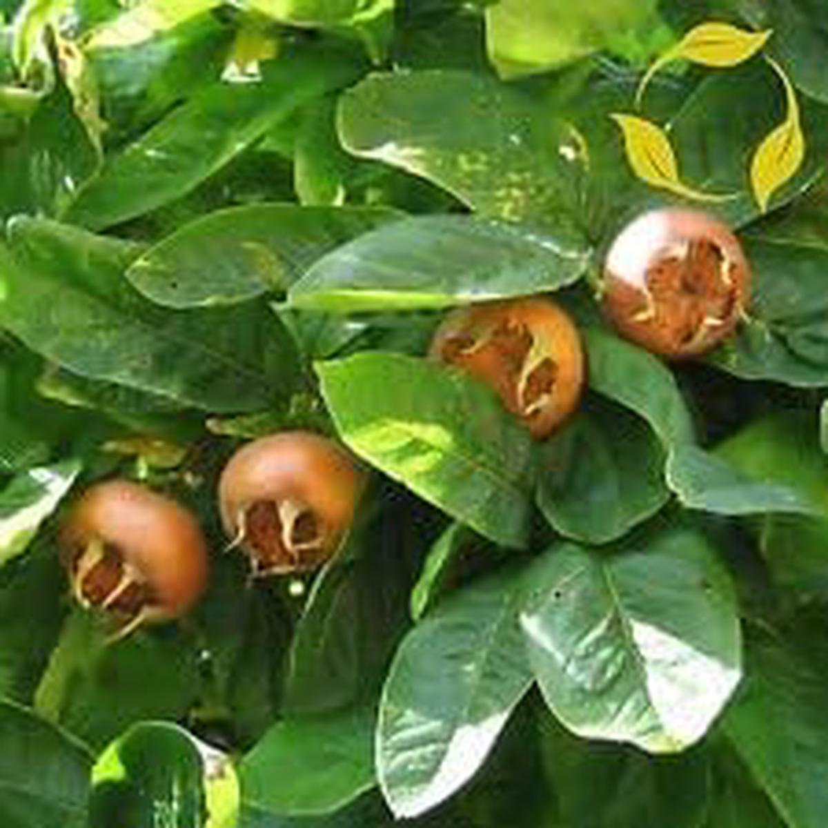 Cream Mespilus Fruit Seeds  Grow Creamy Medlar Fruit Trees, Non-GMO Heirloom Seeds