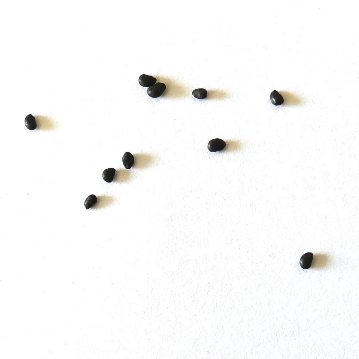 Ferocactus coloratus SEEDS - 10 Seeds