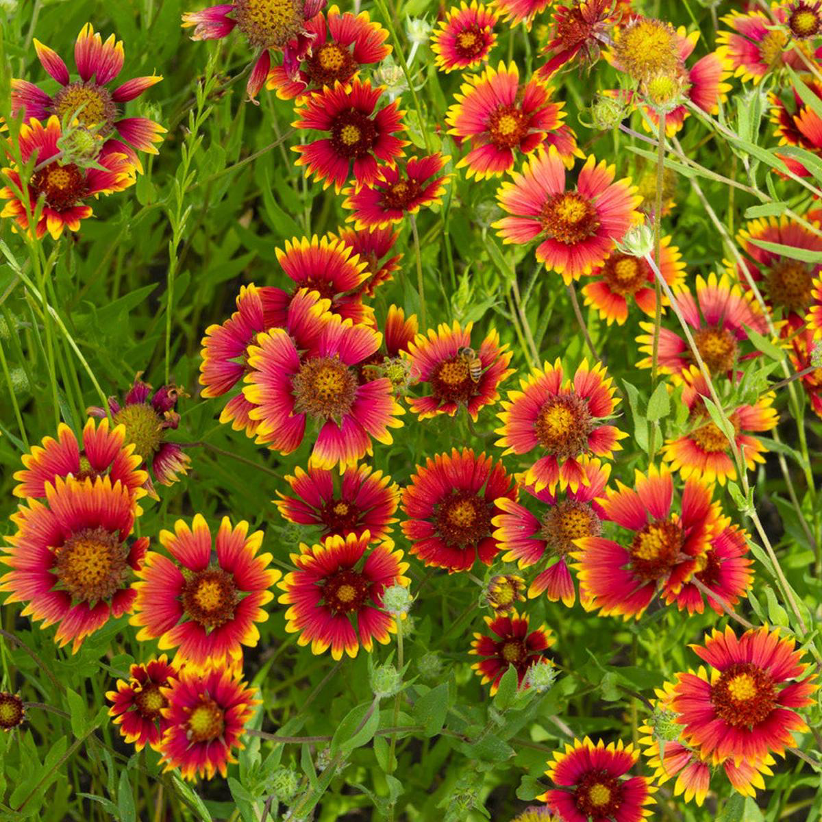 Gaillardia (Gaillardia aristata) Perennial