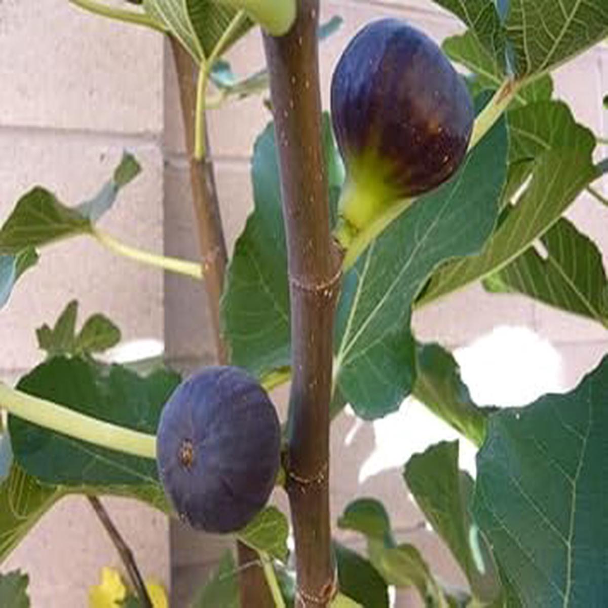 Madeira Fig Fruit Seeds for Planting Non-GMO, Heirloom, Sweet & Juicy Figs for Home Orchard