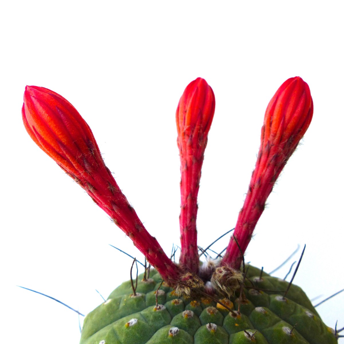 Matucana madisoniorum SEEDS