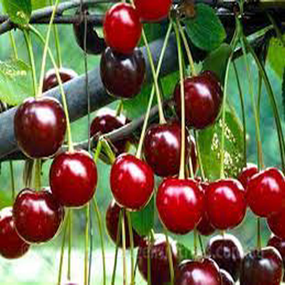 Morello Sour Cherry Fruit Seed for Planting Heirloom Non-GMO High Germination Organic Garden Seeds