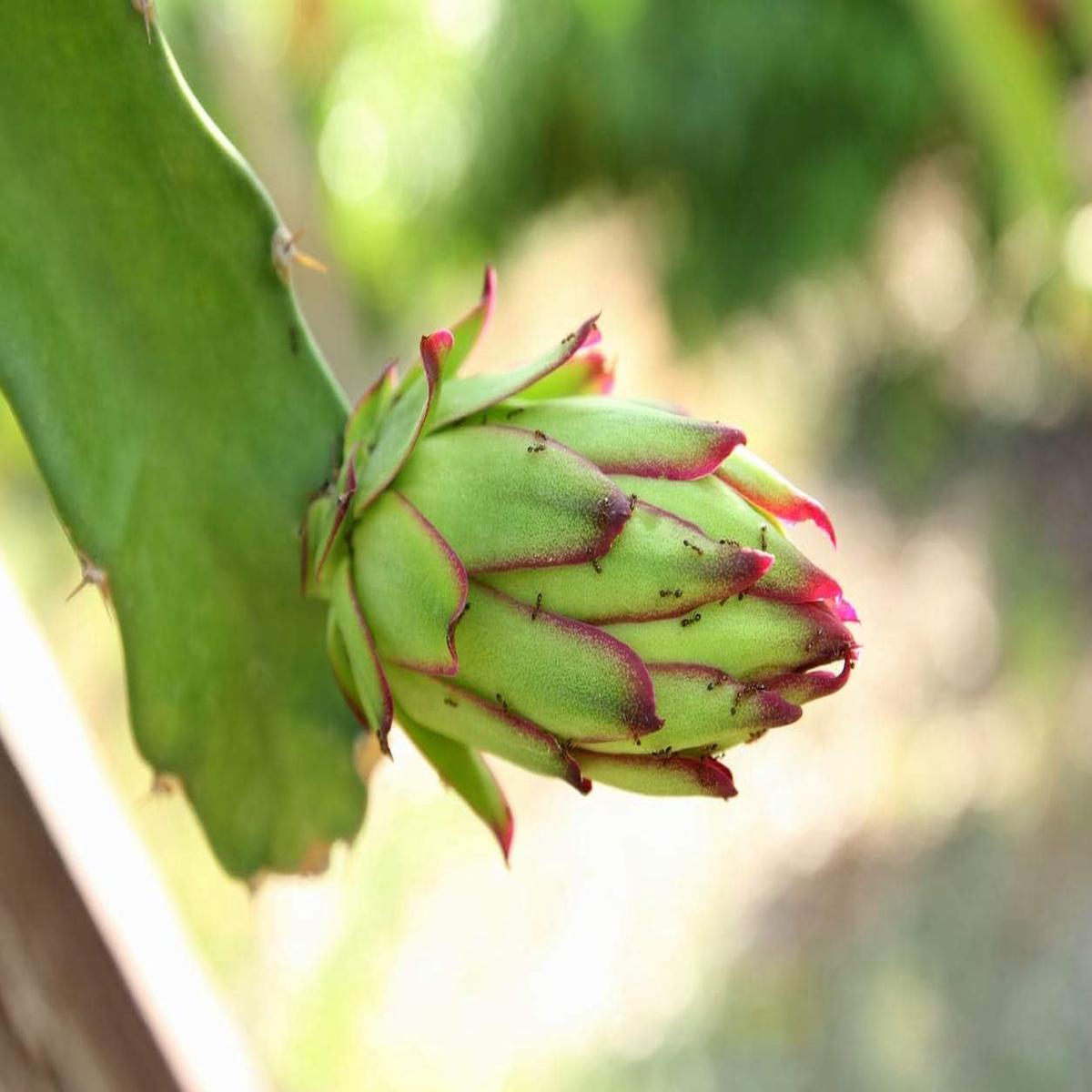 Parrot Green Pitaya Fruit Seeds Easy to Grow, Heirloom & Non-GMO Seeds for Unique Dragon Fruit Gardens