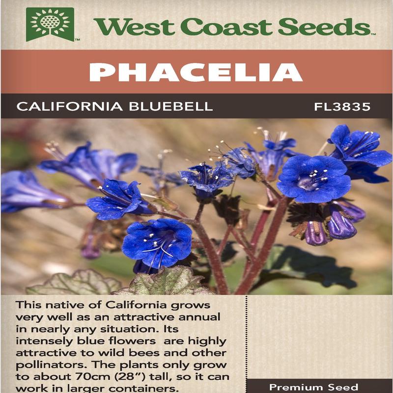 Phacelia California Bluebell - West Coast Seeds