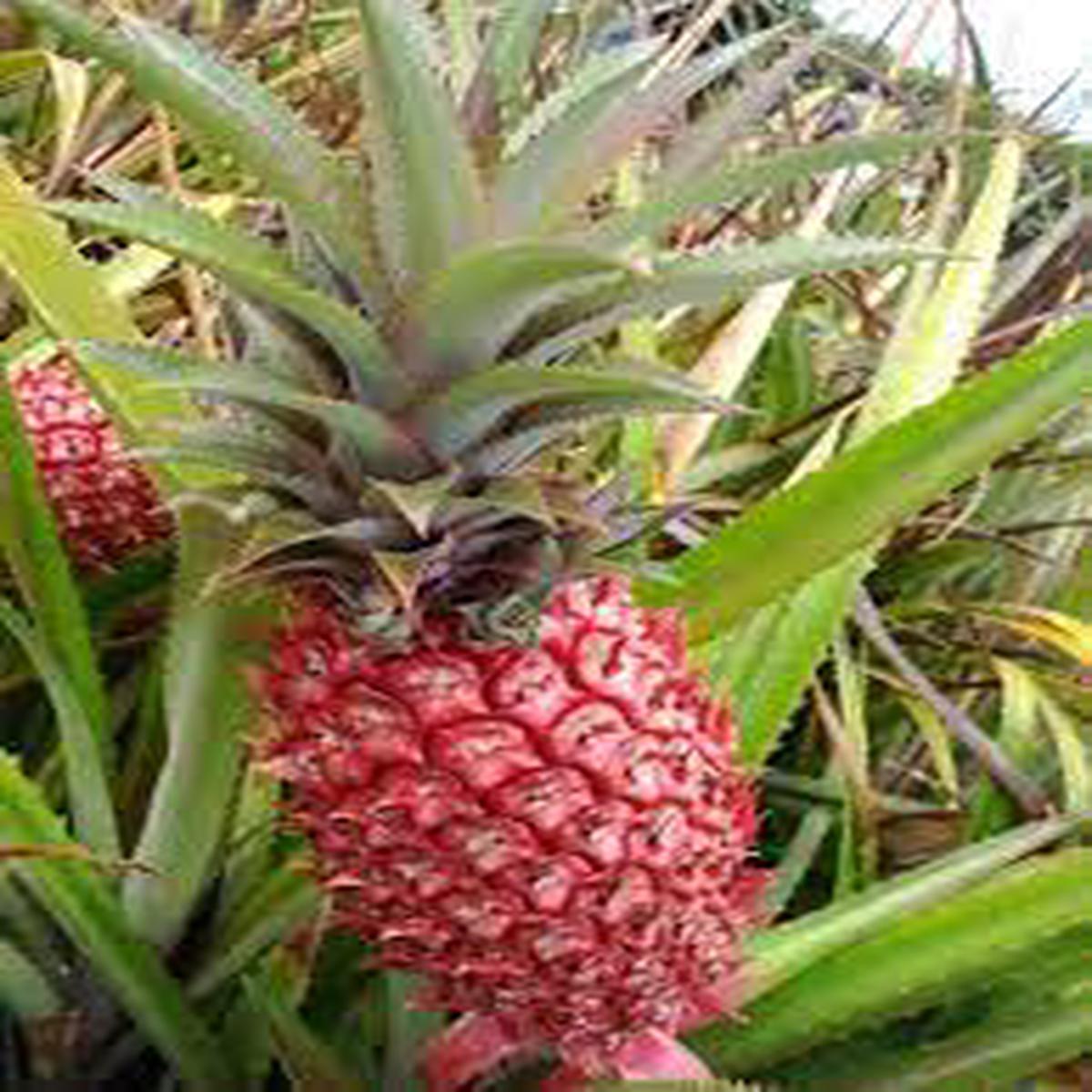 Pink Pineapple Fruit Seeds for Planting Heirloom Non-GMO, High Germination Organic Garden Seeds