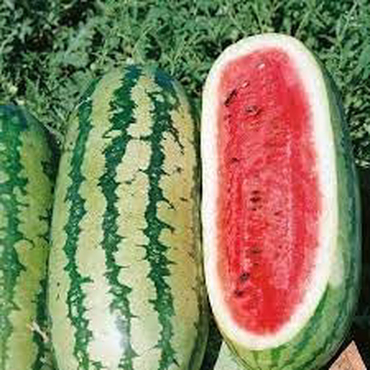 Rattlesnake Watermelon Fruit Seeds for Planting Unique Watermelon Varieties, Heirloom & Non-GMO, High Germination