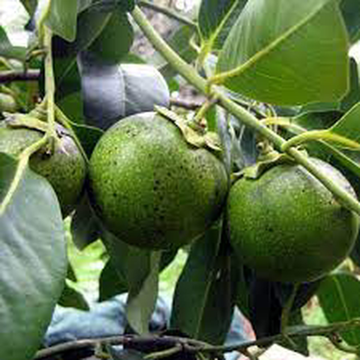 Sapote Fruit Seed Collection | Non-GMO Seeds for Creamy, Tropical Fruits