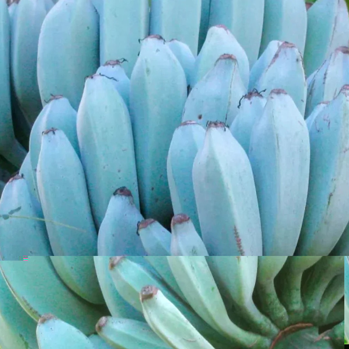 Sky Blue Banana Fruit Seeds Rare Variety for Stunning Tropical Blooms in Your Garden