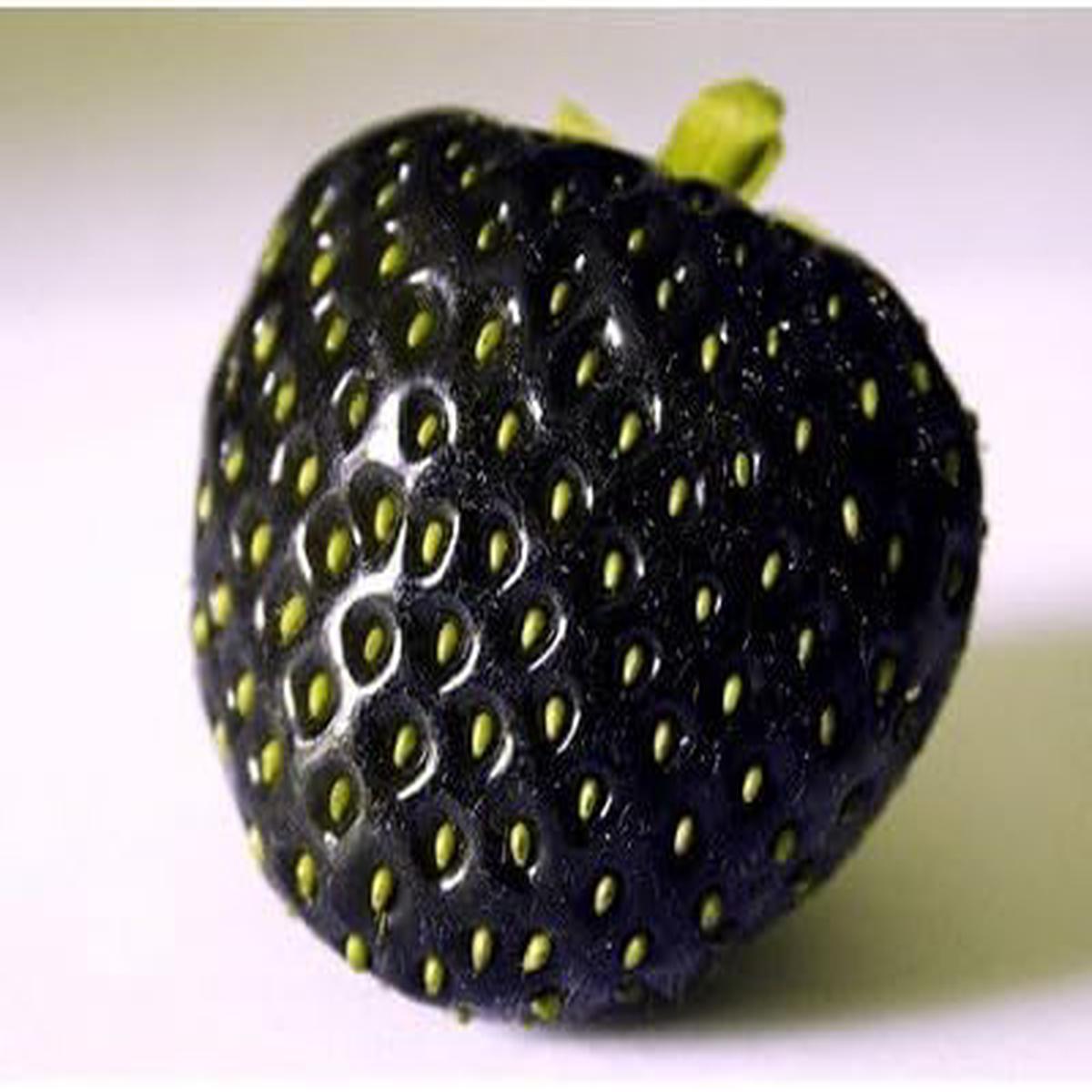 Strawberry Fruit Seeds for Planting Juicy Red Berries, Heirloom & Non-GMO, High Germination Seeds