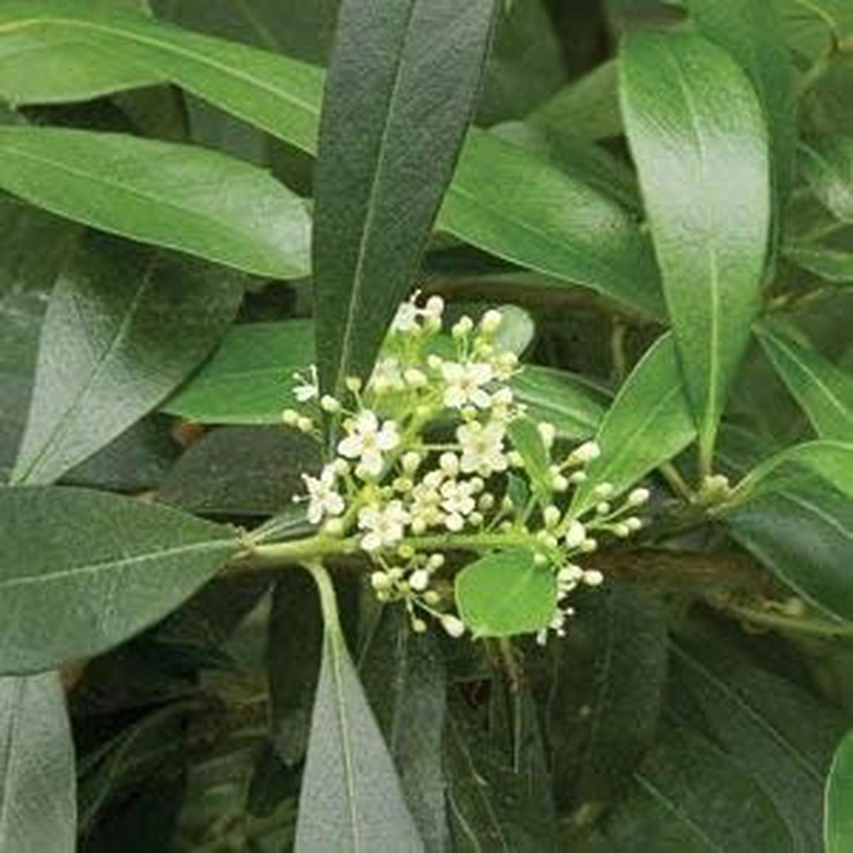 White Ilex Paraguayensis Plant Seeds for Planting | Heirloom Non-GMO Organic Seeds for Hardy Evergreen Shrubs