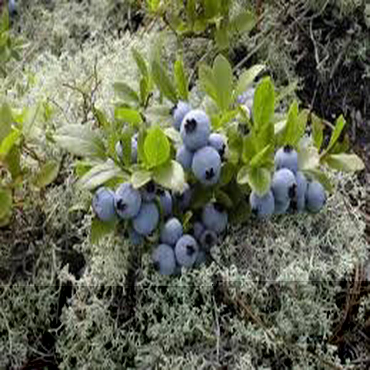 Wild Lowbush Blueberries Fruit Seeds for Planting - Heirloom, Non-GMO, High Germination Organic Garden Seeds