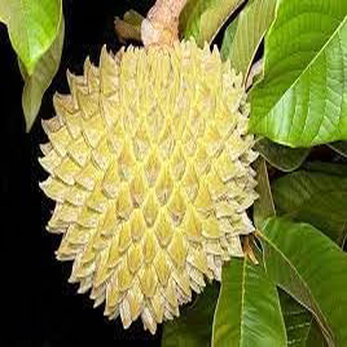 Annona Purpurea Fruit Seed Pack for Planting | Heirloom Non-GMO Organic Garden Seeds for Exotic Fruits