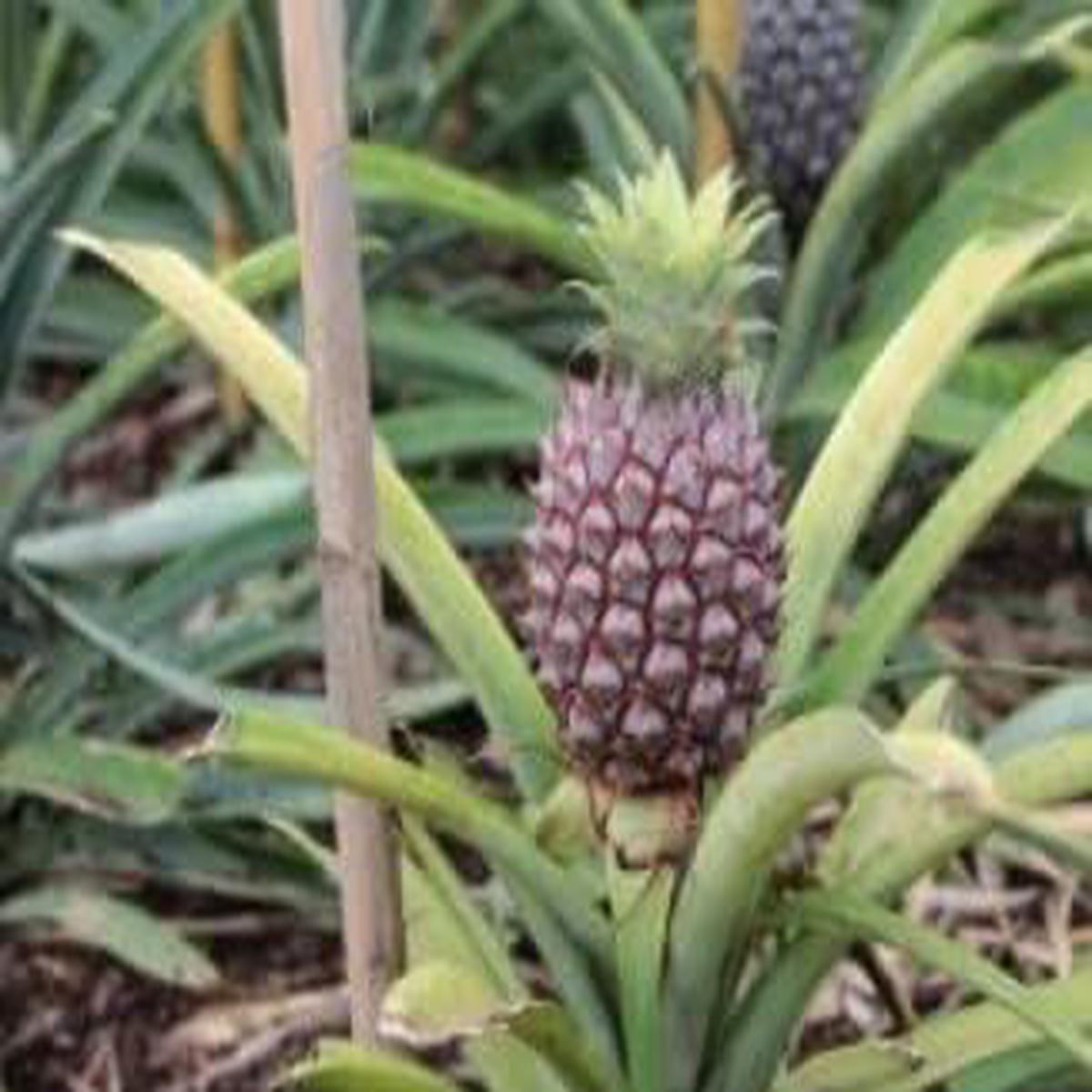 Black Pineapple Fruit Seeds for Cultivation Heirloom & Non-GMO Seeds for Sweet Tropical Home Garden
