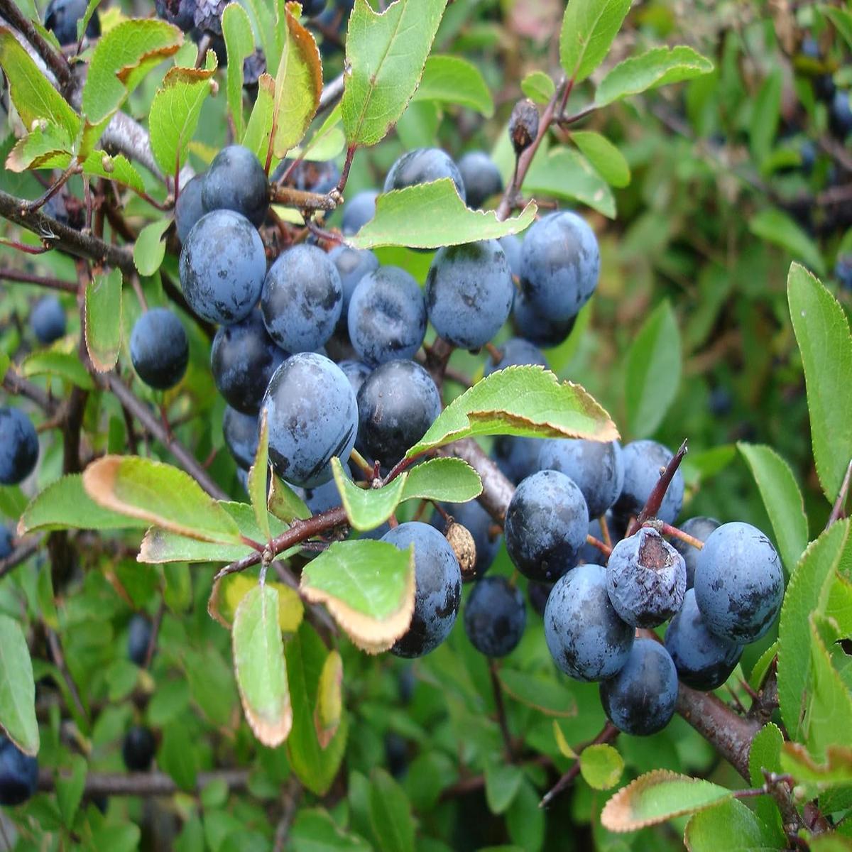 Blackthorn Fruit Seeds Heirloom, Non-GMO, High Germination Organic Garden Seeds for Planting Hardy, Tasty Fruits